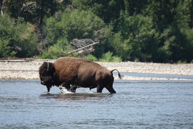 Bison crossing, Lamar Valley