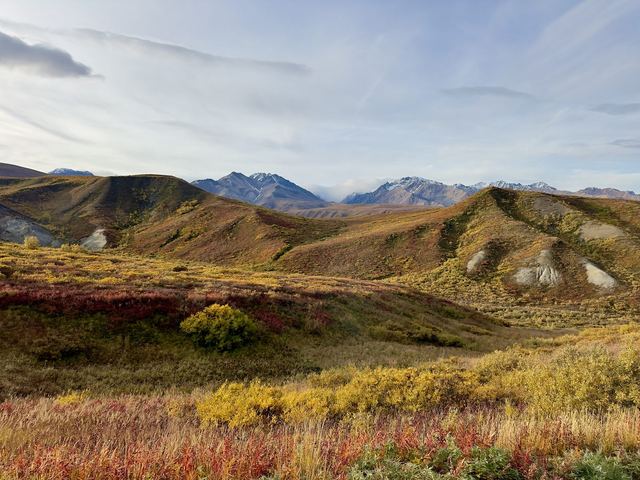 Fall colors in Denali