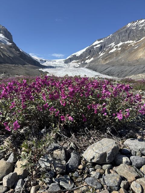 Fireweed below the Athabasca Glacier