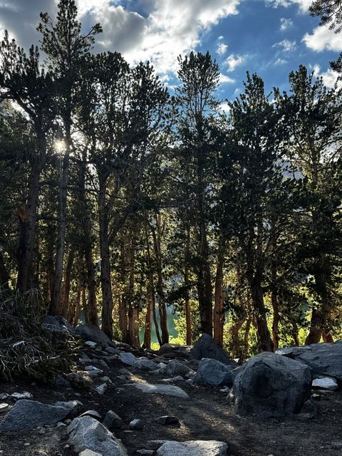 Into the pines