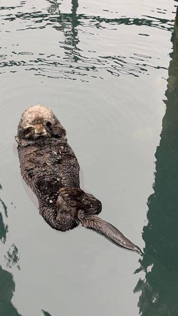 Sea otter, Glacier Bay